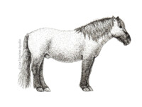Konik horse (greyscale stippled illustration)