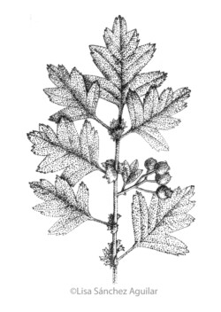 Hawthorn (greyscale stippled illustration)