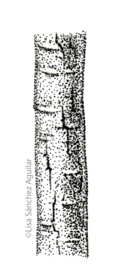 Hawthorn bark (greyscale stippled illustration)