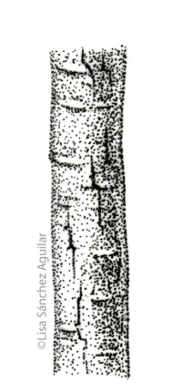 Hawthorn bark (greyscale stippled illustration)