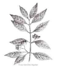 European spindle  (greyscale stippled illustration)