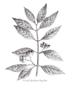 European spindle  (greyscale stippled illustration)