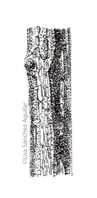 European spindle bark (greyscale stippled illustration)