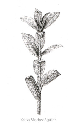 Creeping willow (greyscale stippled illustration)