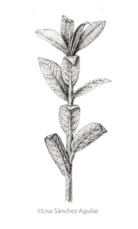 Creeping willow (greyscale stippled illustration)