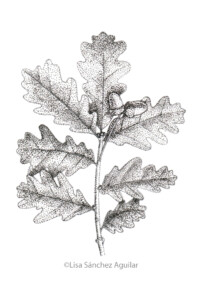 Oak (greyscale stippled illustration)