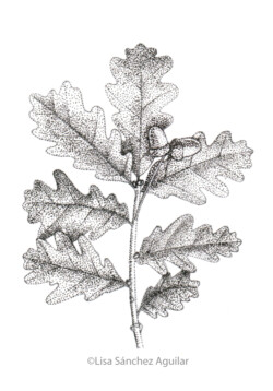 Oak (greyscale stippled illustration)
