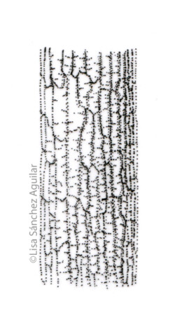 Oak bark (greyscale stippled illustration)