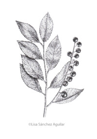 Rum/black cherry (greyscale stippled illustration)