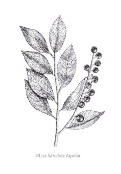 Rum/black cherry (greyscale stippled illustration)