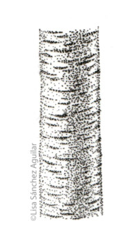 Rum/black cherry bark (greyscale stippled illustration)