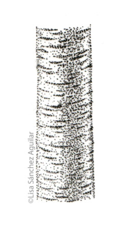 Rum/black cherry bark (greyscale stippled illustration)