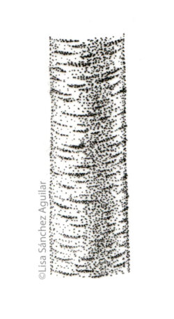 Rum/black cherry bark (greyscale stippled illustration)