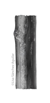 European spindle bark (greyscale realism illustration)