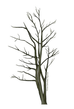 Maple (Acer platanoides) tree without leaves