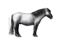 Konik horse (greyscale realism illustration)