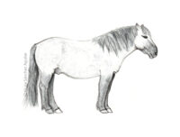 Konik horse (greyscale sketched-out illustration)