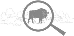 European bison under magnifying glass in open landscape