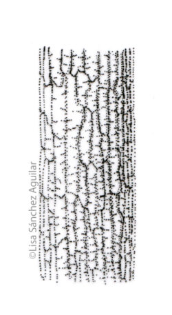 Oak bark (greyscale stippled illustration)