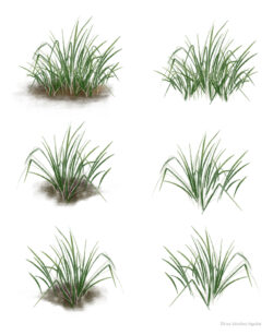 Grass