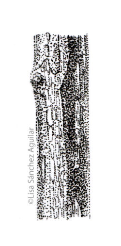 European spindle bark (greyscale stippled illustration)
