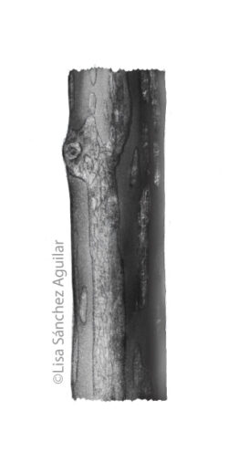 European spindle bark (greyscale realism illustration)