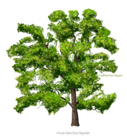 Oak (Quercus robur) tree