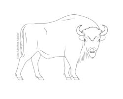 European bison (greyscale linear illustration)