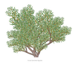 sea-buckthorn (Hippophae rhamnoides)