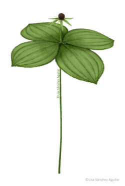 True lover’s knot (Paris quadrifolia)