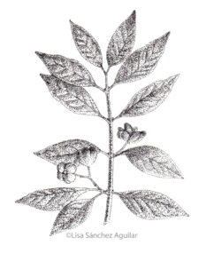 European spindle (greyscale stippled illustration)