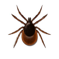 Tick (Ixodes ricinus)