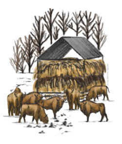 European bison group gathered around feeder in winter