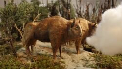 Two European bison (paper) with entering cloud in a dune