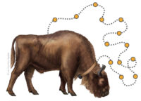 European bison with collar and map points