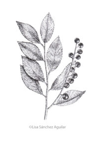 Rum/black cherry (greyscale stippled illustration)