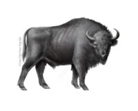 European bison (greyscale realism illustration)
