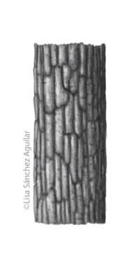 Oak bark (greyscale realism illustration)