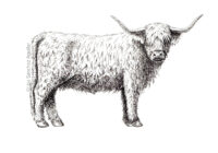 Scottish Highlander (greyscale stippled illustration)