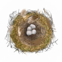 Bird nest