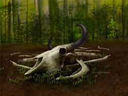 European bison skull with other bones