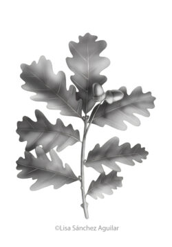 Oak (greyscale realism illustration)