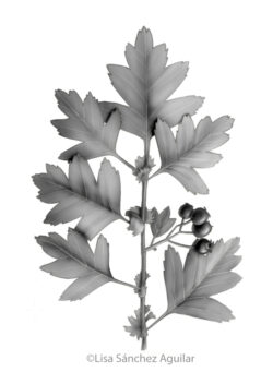 Hawthorn (greyscale realism illustration)