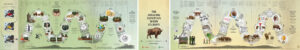 The Amazing European bison journey