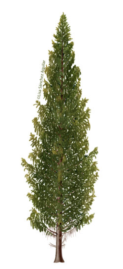 Norway spruce (Picea abies) tree