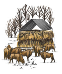 European bison group gathered around feeder in winter