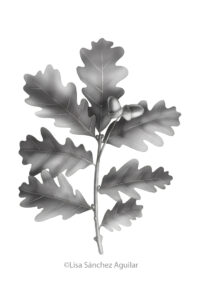 Oak (greyscale realism illustration)