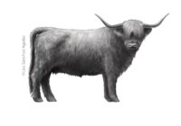 Scottish Highlander (greyscale realism illustration)