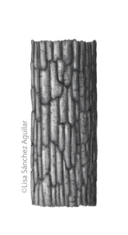Oak bark (greyscale realism illustration)