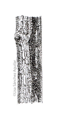 European spindle bark (greyscale stippled illustration)